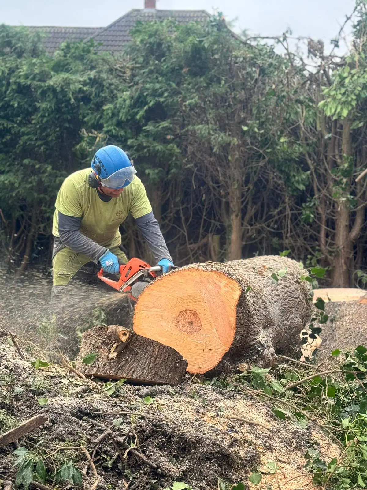 Tree Surgeon Beeston