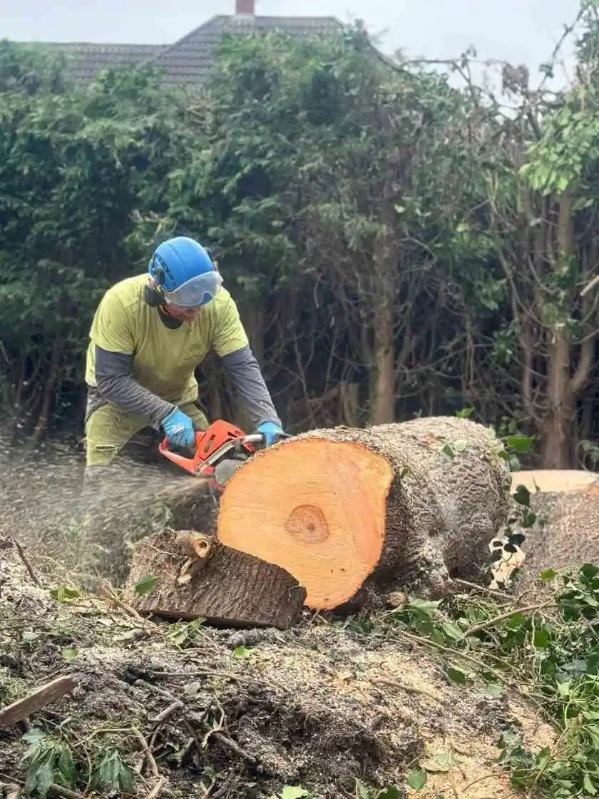 Tree Surgeon Loughborough