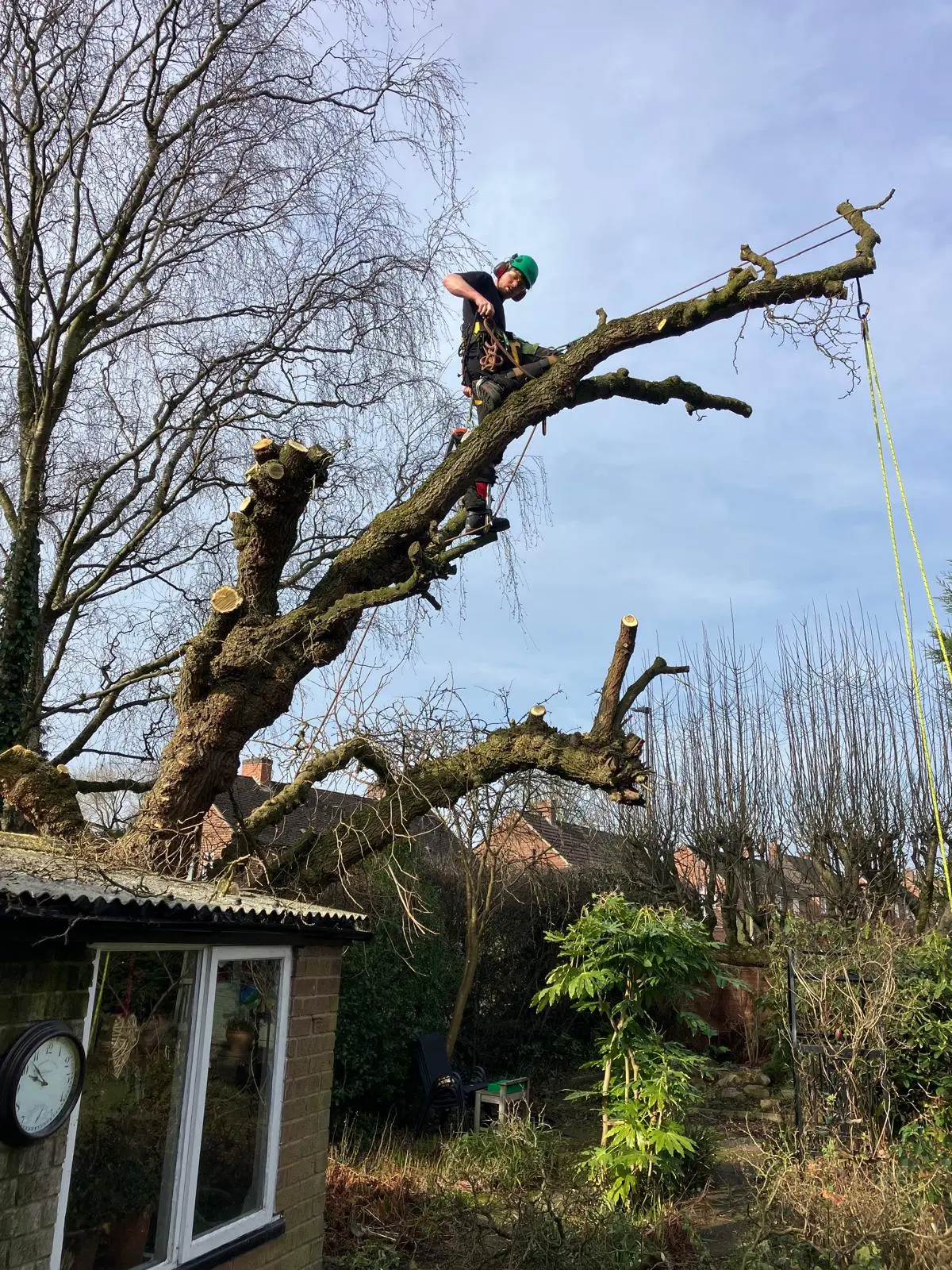 Deadwood Removal Service